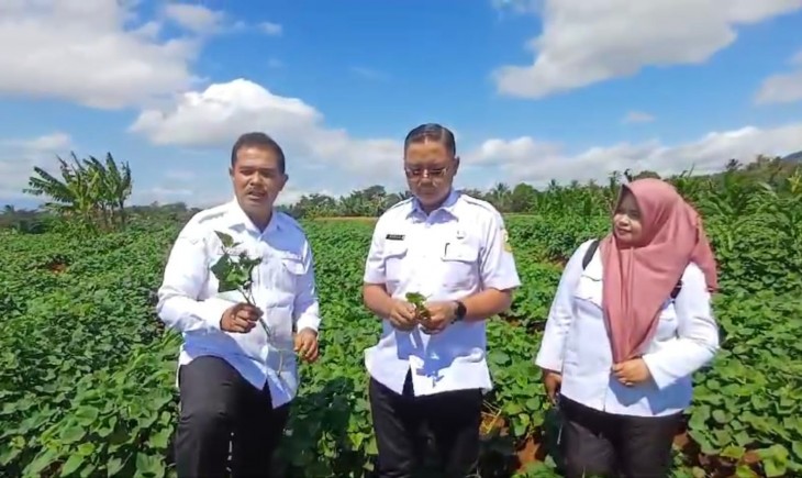 Dirjen Tanaman Pangan Suwandi meninjau kawasan pertanian yang ditanami padi diselingi ubi jalar Desa Peusing, Kecamatan Jalaksana, Kabupaten Kuningan, Jawa Barat, Rabu (3/7/2024). (Foto: Dok. Kementan)