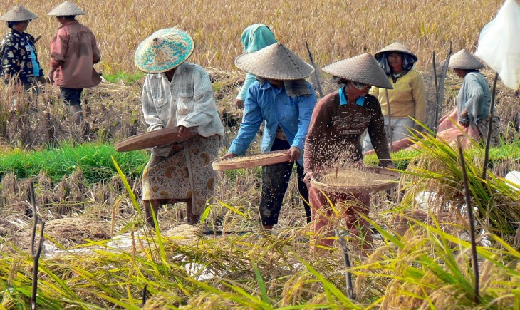 Perum Bulog Kantor Cabang Cirebon telah memulai pengadaan gabah dari petani (Istimewa)