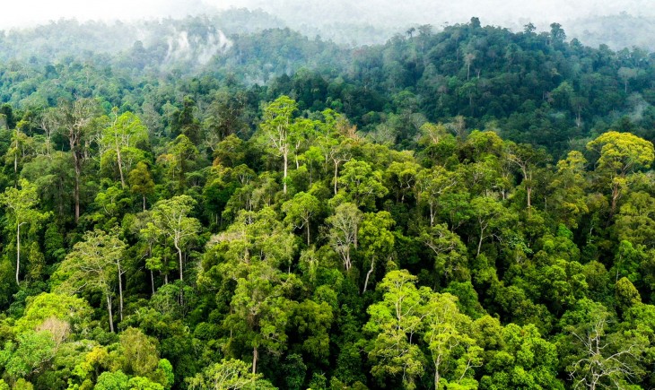 Degradasi Hutan Hujan Tropis, Ancaman Besar bagi Spesies Terancam Punah.