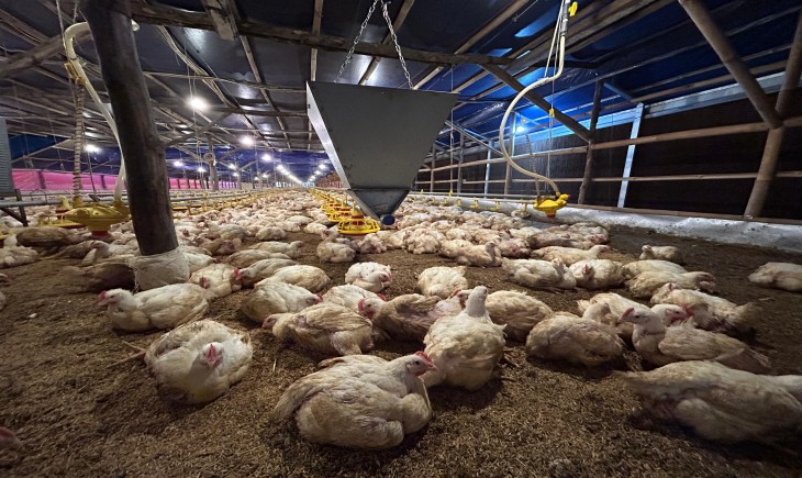 Kementan Perkuat Pengawasan dan Distribusi, Harga Ayam Hidup Mulai Naik. (Foto: dok. Kementan)