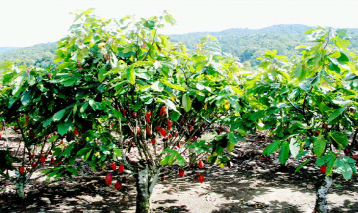 Foto : Perkebunan Kakao.