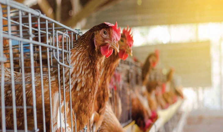 Peternak Ayam Minta Pemerintah Revisi Aturan Harga Acuan.