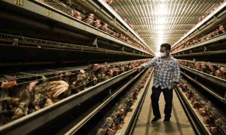 Foto : Mentan saat Meninjau Perusahaan Peternakan Ayam Petelur di Kabupaten Maros, Sulawesi Selatan.
