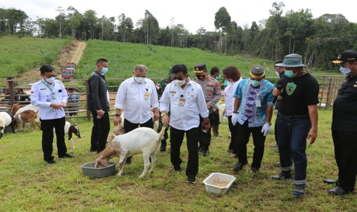 Foto : Mentan Meninjau Kegiatan Panen Cempe Kambing Boer Usia 4 Bulan Di Bulungan Mandiri Farm, Kalimantan Utara.