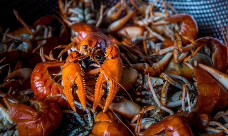 Situbondo disiapkan jadi pusat budidaya lobster nasional. (Foto : Pixabay)