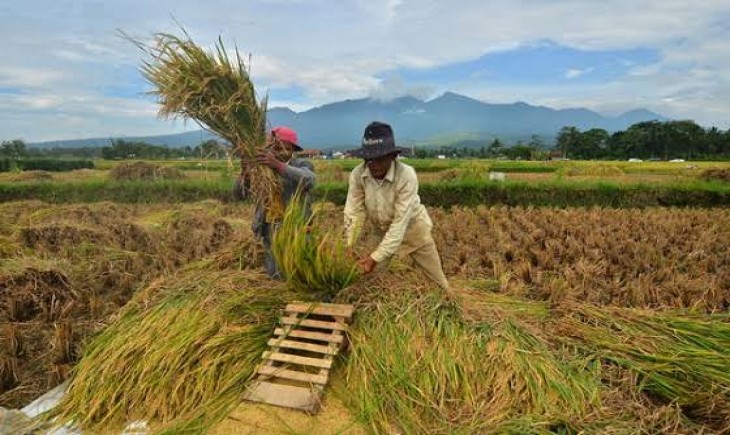 Ilustrasi panen padi (Istimewa)