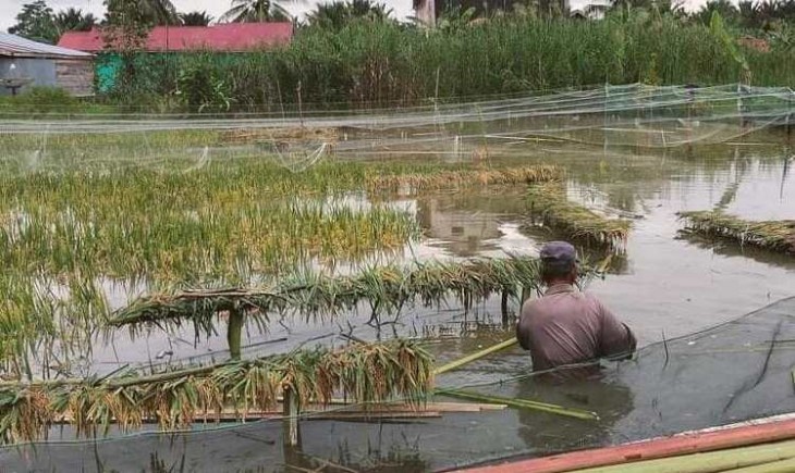 Petani Kabupaten Paser saat menggarap lahan pertanian (Humas Pemkab Paser)