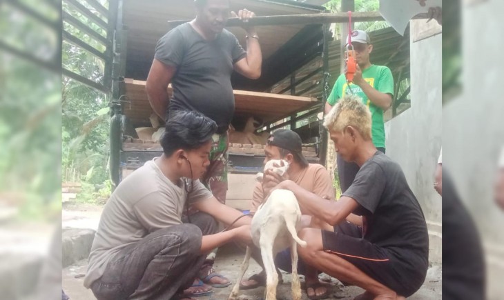 Peneliti Polinela Kembangkan Booster Anti-Stres untuk Domba (FOTO: Dokumentasi Dosen Prodi Agribisnis Peternakan Polinela)