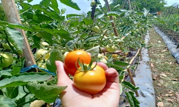 Foto : Pengembangan Food Estate Dan 1000 Kampung Hortikultura Berbasih OVOV.
