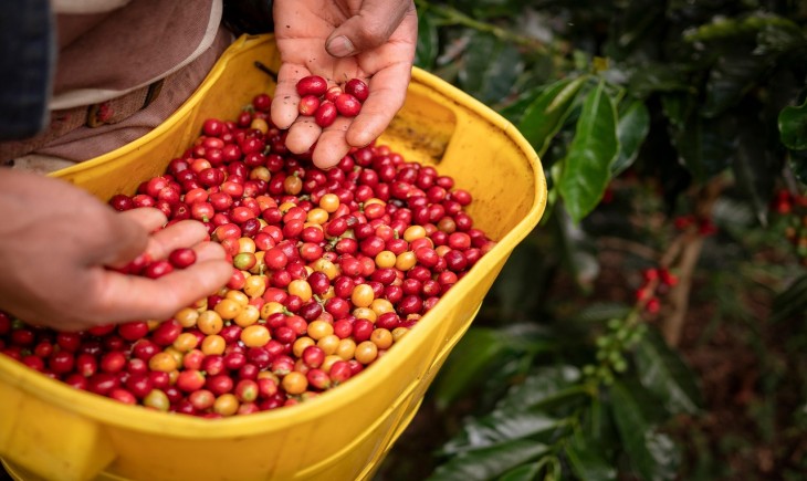UMKM Cirebon dorong popularitas Kopi Gunung Ciremai. (Foto: Ilustrasi/Pixabay)