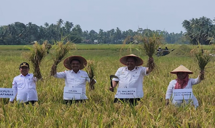 Direktur Jenderal Tanaman Pangan, Suwandi melakukan Panen raya padi di Kota Pariaman Provinsi Sumatera Barat pada Rabu 25/10/2023. (Dok. Kementan)