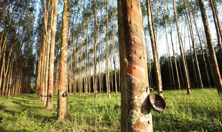 Foto : Pohon Getah Karet. Sumber Foto : Kanal24