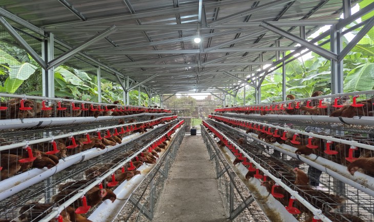 Stok Daging Ayam Aman Sampai Tahun Depan, Suplai untuk Program MBG Dipastikan Lancar. (Foto: dok. Kementan)