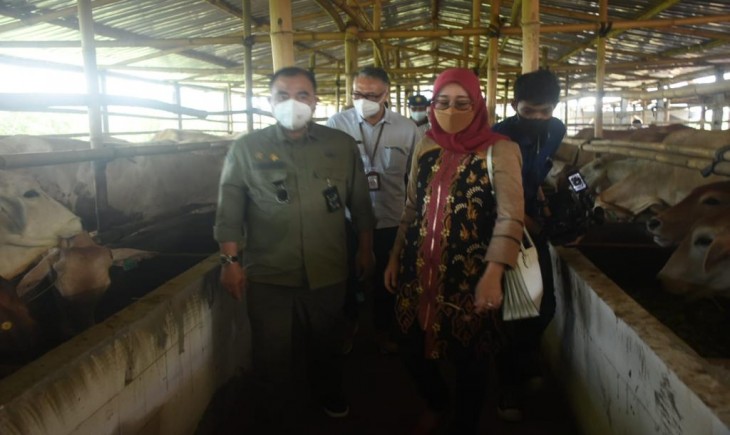 Foto : Dirjen PKH Kementan Memastikan, Secara Nasional Ketersediaan Pangan Asal Ternak Jelang Natal dan Tahun Baru (Nataru) Aman.