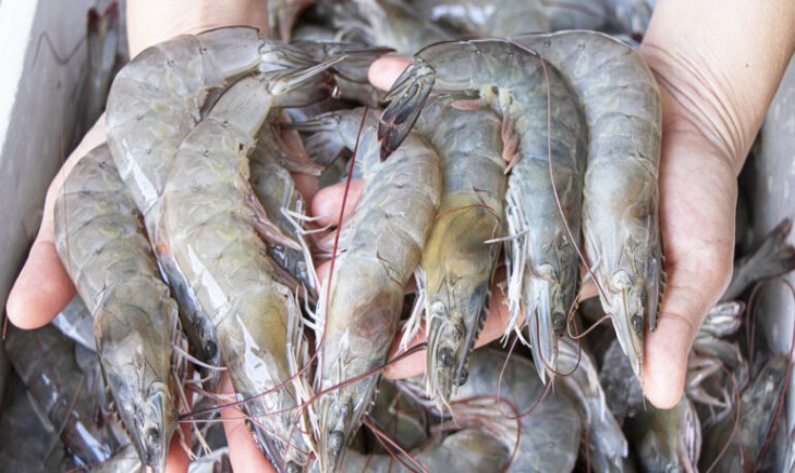 KKP–Bapeten perketat sertifikasi udang bebas cesium untuk ekspor ke AS. (Foto : Freepik)
