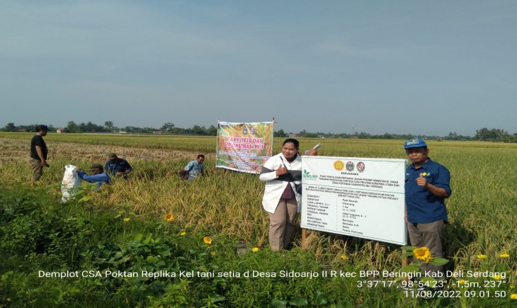 Foto : Kegiatan Ubinan, Panen dan Farmer Field Day (FFD) .