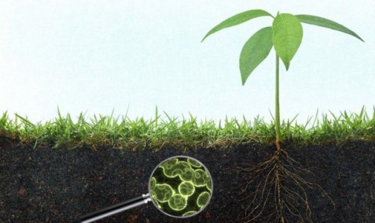 Ilustrasi efek tanaman saat menggunakan pupuk kimia (Istimewa)