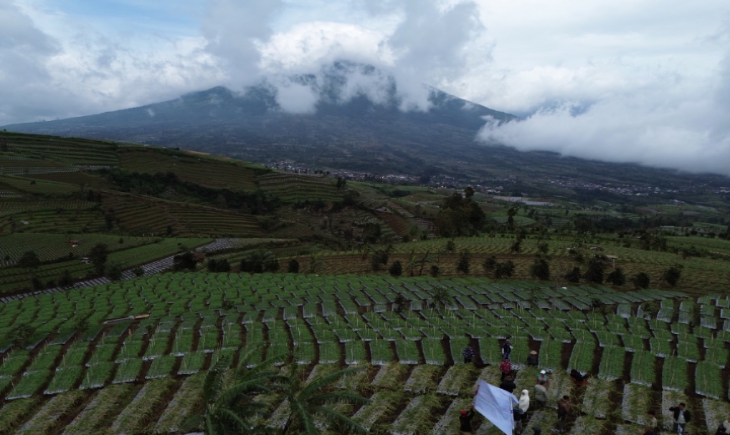 Panen perdana bawang putih varietas Lumbu Kuning di Desa Kruwisan, Kecamatan Kledung, Kabupaten Temanggung. (Foto: Dok. Kementan)