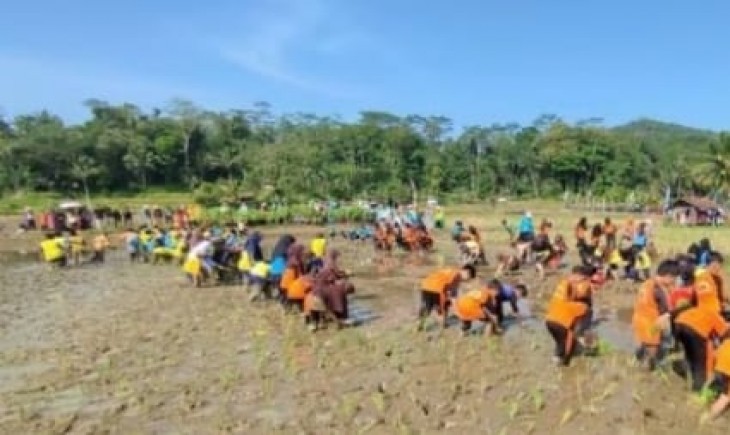 Pelajar Ciamis Sedang Menanam Padi di sawah. (IST)