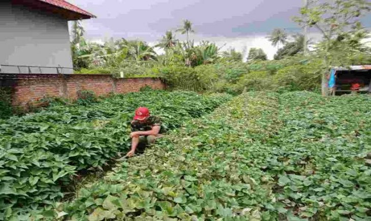 Ilustrasi petani ubi sedang melakukan pemeriksaan rutin perkebunannya (Mentreng.com)