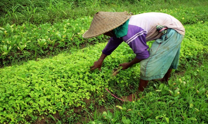 Hulu Sungai Tengah miliki payung hukum cadangan pangan berbasis petani lokal. (Foto: Serikat Petani Indonesia)