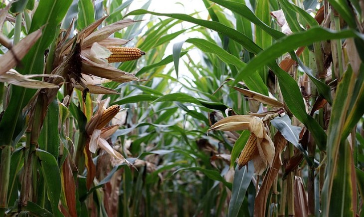 Baru 18,9 persen dari target, Bengkayang kebut tanam padi, jagung, dan kedelai. (Foto : ilustrasi/Pixabay)