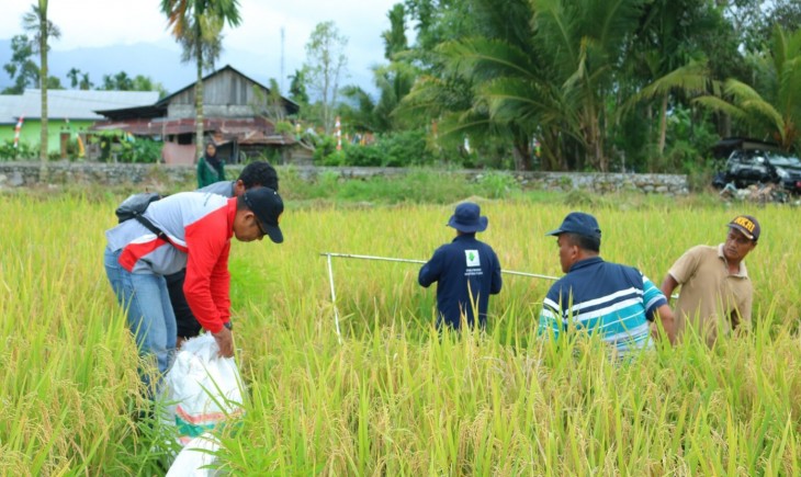 Kurangi ketergantungan beras luar daerah, Manokwari perkuat sektor padi. (Foto : Polbangtan Manokwari)