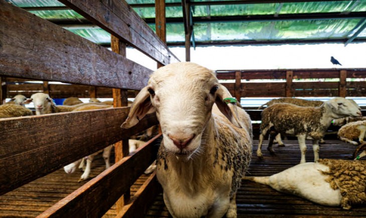 Kelompok Ternak Kambing, dikembangbiakkan sebagai pasokan hewan Aqiqah dan Qurban (Istimewa)