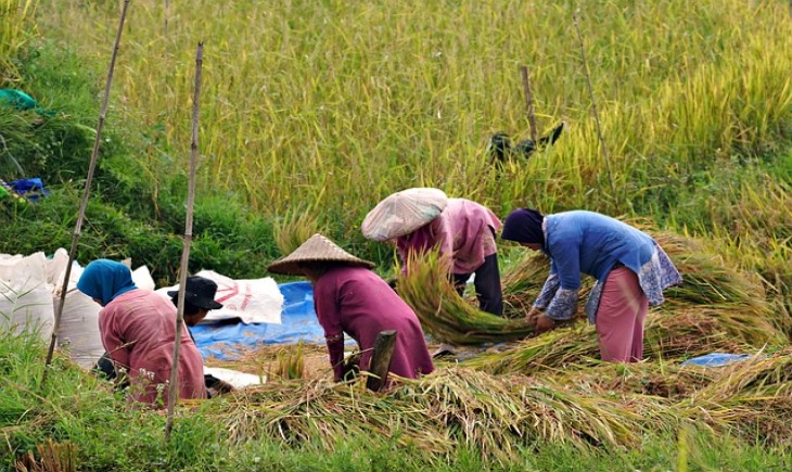 Bulog Indramayu maksimalkan penyerapan gabah petani selama panen raya. (Foto : pixabay)