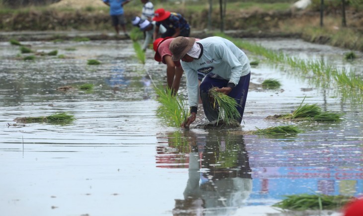 Foto : RJIT Sukses Meningkatkan Indeks Pertanaman (IP) Petani di Kabupaten Sorong.