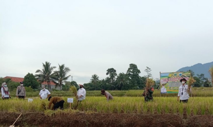 Foto : Dinas Pertanian Kabupaten Pandeglang Banten Telah Mengembangkan Padi Kaya Gizi Nutrizinc (Biofortifikasi).