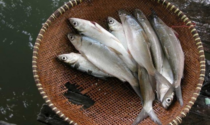 Ilustrasi ikan bandeng (trubus)