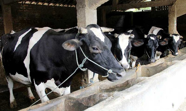 Tingkatkan Produksi Susu Nasional, 40 Peternak Sapi Perah asal Bogor Ikuti Pelatihan di Amerika.
