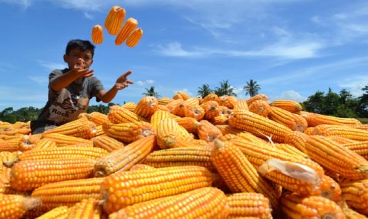 Foto : Ilustrasi Petani Jagung.
