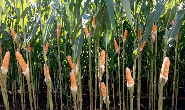 Jagung Multi Tongkol . (Foto : Dok. Kementan)