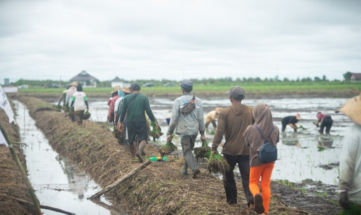 Foto : Program Food Estate di Kabupaten Pulang Pisau (Pupis) dan Kabupaten Kapuas di Kalimantan Tengah (Kalteng).