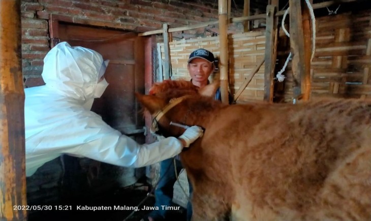 Foto : Optimalisasi Reproduksi pada Sapi dan Kerbau Ditengah PMK