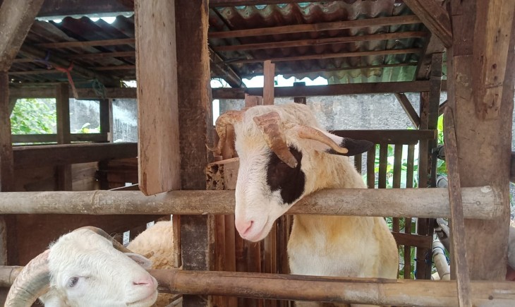 Dengan keunikannya, Jagur menarik minat banyak orang. (PanganNews.id)