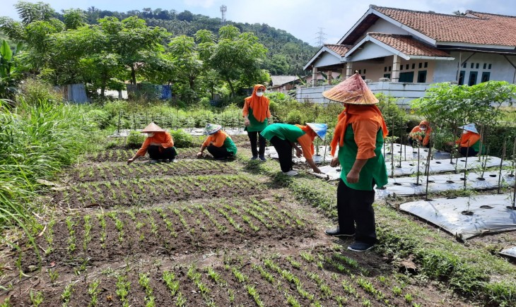 Foto : Tingkatkan Ketahanan Pangan Keluarga, Kepala Dinas Ketahanan Pangan Provinsi Banten Kembangkan Program Pekarangan Pangan Lestari (P2L).