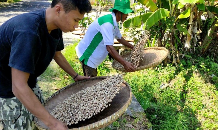 Foto : Budidaya Kapulaga.