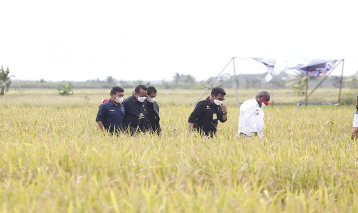 Foto : Kementan Terus Berupaya Meningkatkan Produksi Padi Untuk Menjamin Ketersediaan Beras Nasional Secara Berdaulat.