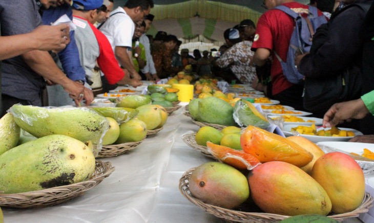 Foto : Ilustrasi Buah Mangga. Sumber Foto : Media Indonesia
