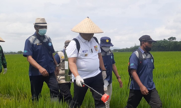 Foto : Upaya Pengendalian Organisme Pengganggu Tanaman (OPT), Melalui Pengelolaan Hama Terpadu (PHT).