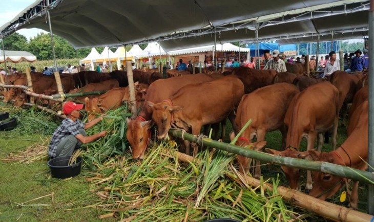 Foto : Kementan Terbitkan SE Pelaksanaan Kurban di Situasi Pandemi Covid-19.