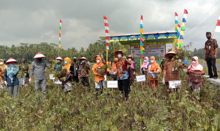 Foto : Kegiatan Pengembangan Petani Produsen Benih Kacang Hijau Berbasis Korporasi Petani di Kelompok Tani Maju, Desa Dlisen Wetan Kecamatan Pituruh Kabupaten Purworejo.