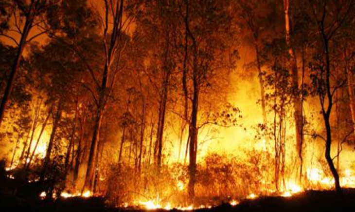 Foto Ilutrasi Kebakaran Hutan.