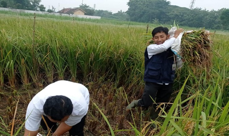 Ilustrasi Panen Padi. (Foto: Dok. Kementan)