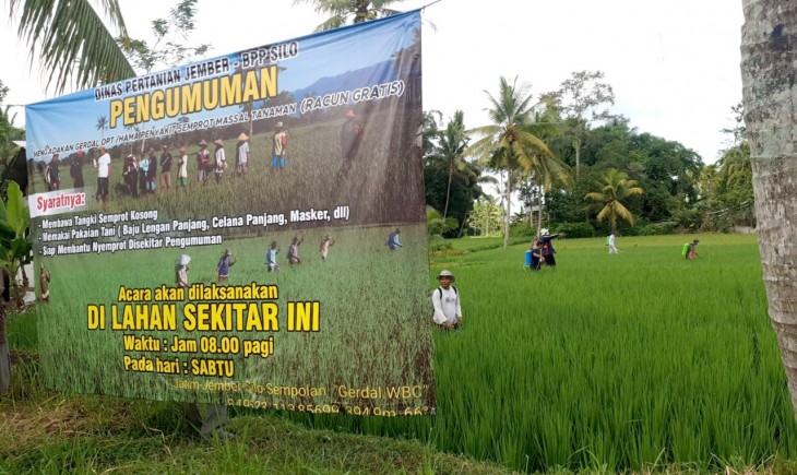 Antisipasi Serangan Wereng, Petani Jember Semangat Lakukan Pengendalian. (Foto: Dok. Kementan)