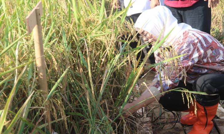 Bupati Purwakarta Anne Ratna Mustika saat meninjau lahan pertanian. (Diskominfo Purwakarta)