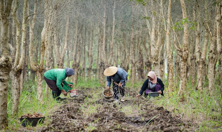 7 juta hektare lahan perhutanan sosial siap digarap untuk ketahanan pangan. (Foto : Pixabay)